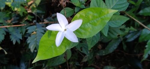 Image of Coffea benghalensis by (c) T R Shankar Raman, some rights reserved (CC BY)