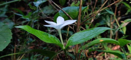 Coffea benghalensis, photograph 6