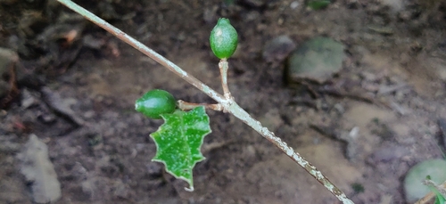 Image of Coffea benghalensis by (c) T R Shankar Raman, some rights reserved (CC BY)
