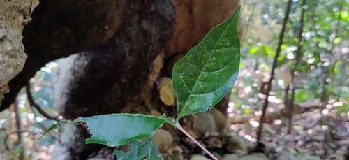 Image of Bengal Coffee (Coffea benghalensis) by (c) T R Shankar Raman, some rights reserved (CC BY)