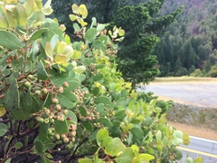 Arctostaphylos patula