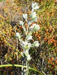 Amphithalea tomentosa