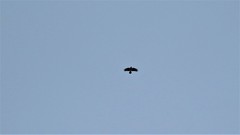 Corvus cornix
