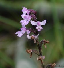 Cynorkis baronii