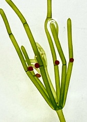 Chara australis