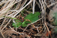 Cynorkis baronii