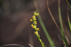 Benthamia cinnabarina