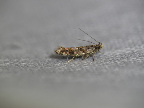 Ruby Aristotelia Moth photo 3