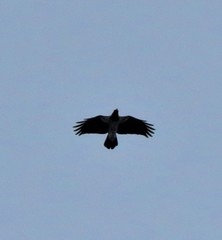 Corvus cornix