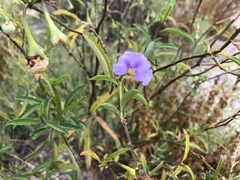 Solanum simile