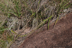 Benthamia cinnabarina