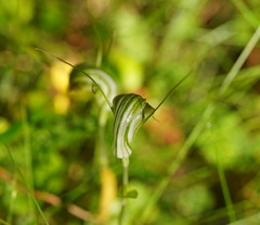 Pterostylis decurva
