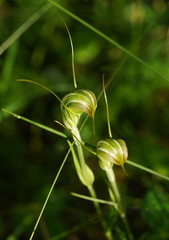 Pterostylis decurva