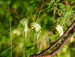 Pterostylis decurva