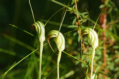 Pterostylis decurva
