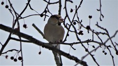 Coccothraustes coccothraustes