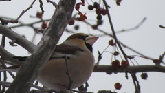 Coccothraustes coccothraustes