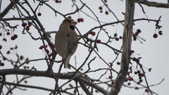 Coccothraustes coccothraustes
