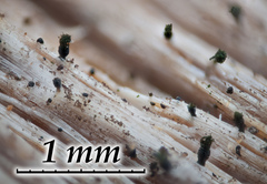 Microcalicium conversum