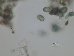 Microcalicium conversum