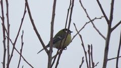 Parus major