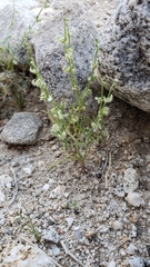 Pectocarya recurvata