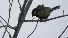 Parus major