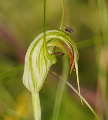 Pterostylis decurva