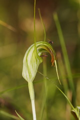 Pterostylis decurva