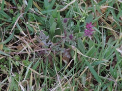 Fumaria officinalis officinalis