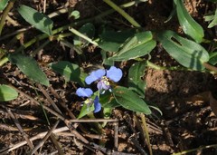 Commelina livingstonii
