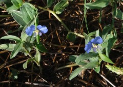 Commelina livingstonii