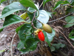 Celastrus monospermus