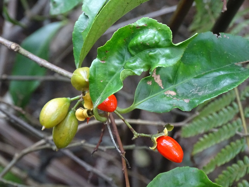 Celastrus monospermus
