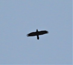 Corvus corax