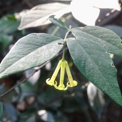 Wikstroemia nutans