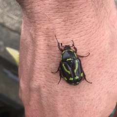 Chlorobapta frontalis