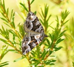 Chrysolarentia persimilis