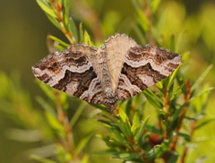 Chrysolarentia persimilis