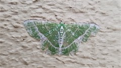Eucyclodes insperata