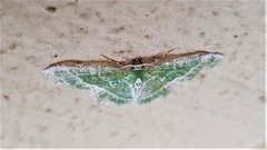 Eucyclodes insperata
