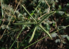 Dactyloctenium giganteum