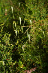 Pterostylis decurva