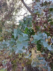 Eucalyptus risdonii