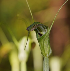 Pterostylis decurva