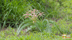 Crinum buphanoides
