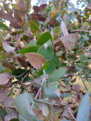 Eucalyptus risdonii