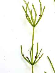 Chara australis