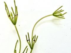 Chara australis