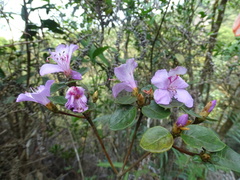 Rhododendron farrerae